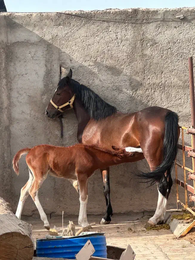 اسب|اسب و تجهیزات اسب‌سواری|کاشان, یحیی آباد|دیوار