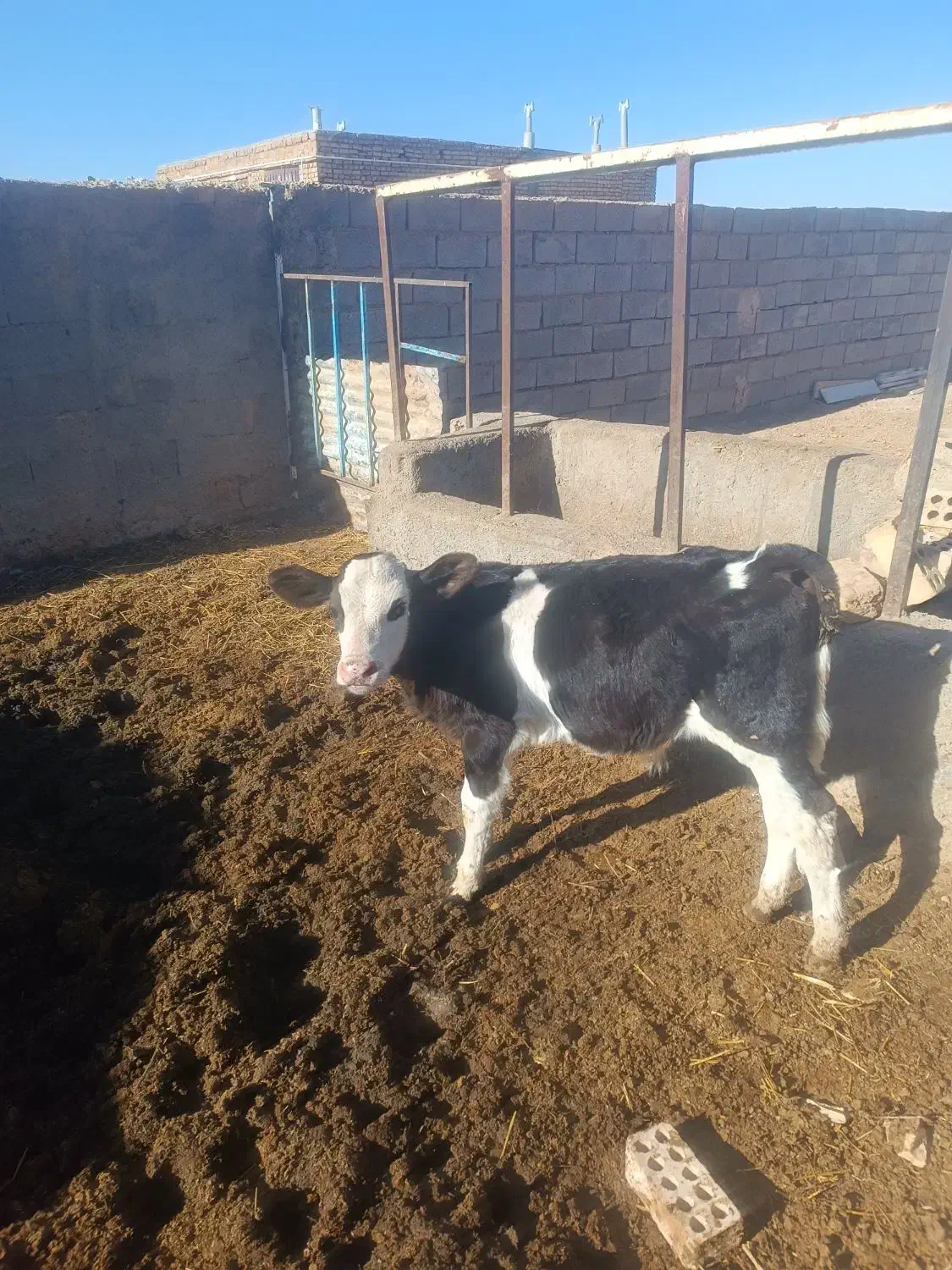 گاوشیری|حیوانات مزرعه|سده (خراسان جنوبی), |دیوار