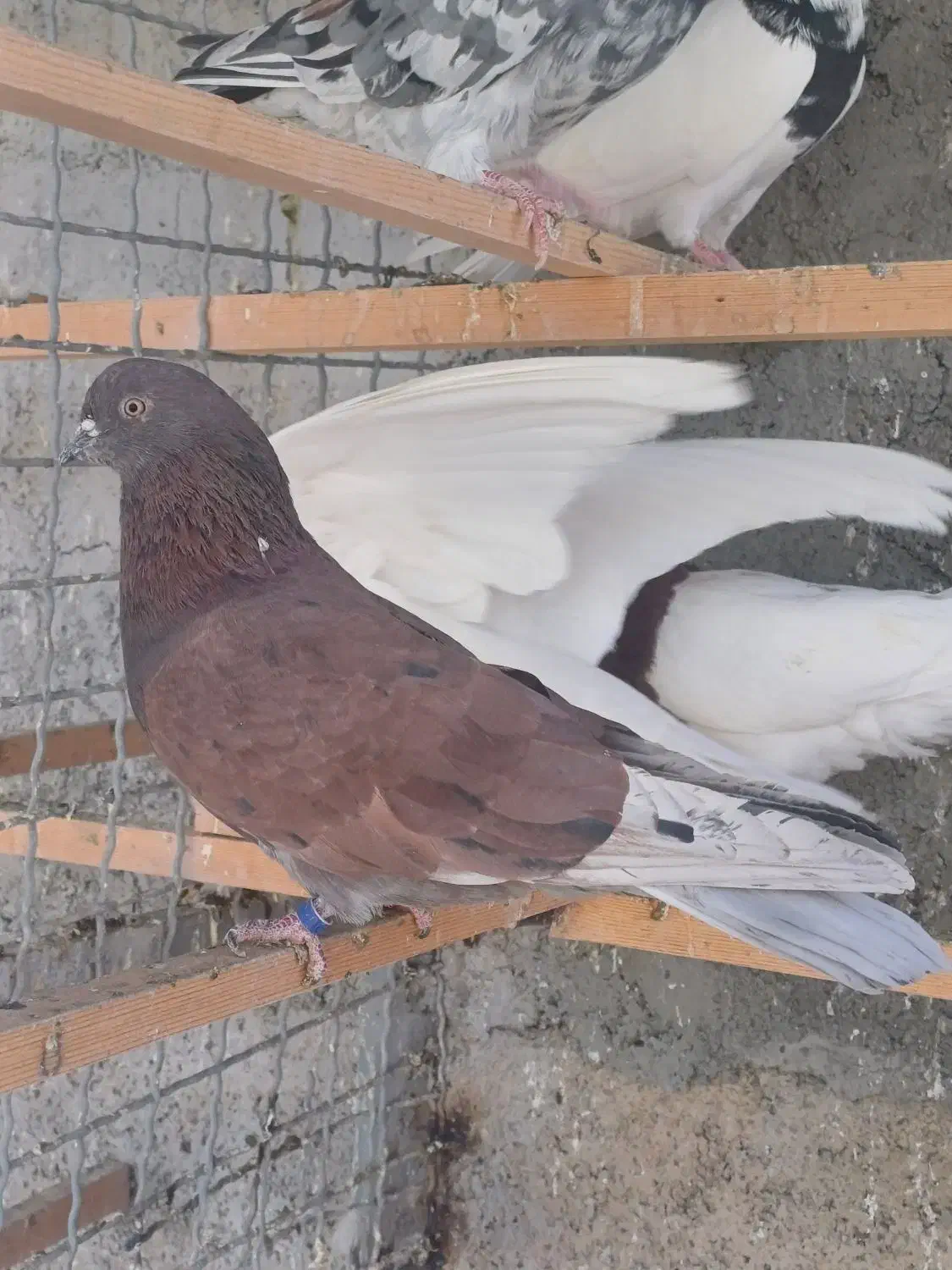 حیوون درجه یک|پرنده|وحیدیه, |دیوار