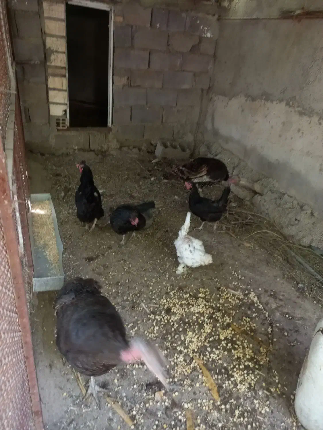 ۳عددبوقلمون|حیوانات مزرعه|همدان, |دیوار