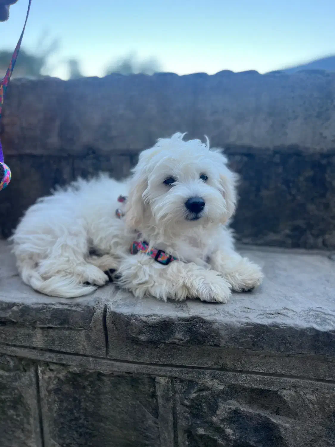 سگ تریر|سگ|رشت, پل تالشان|دیوار