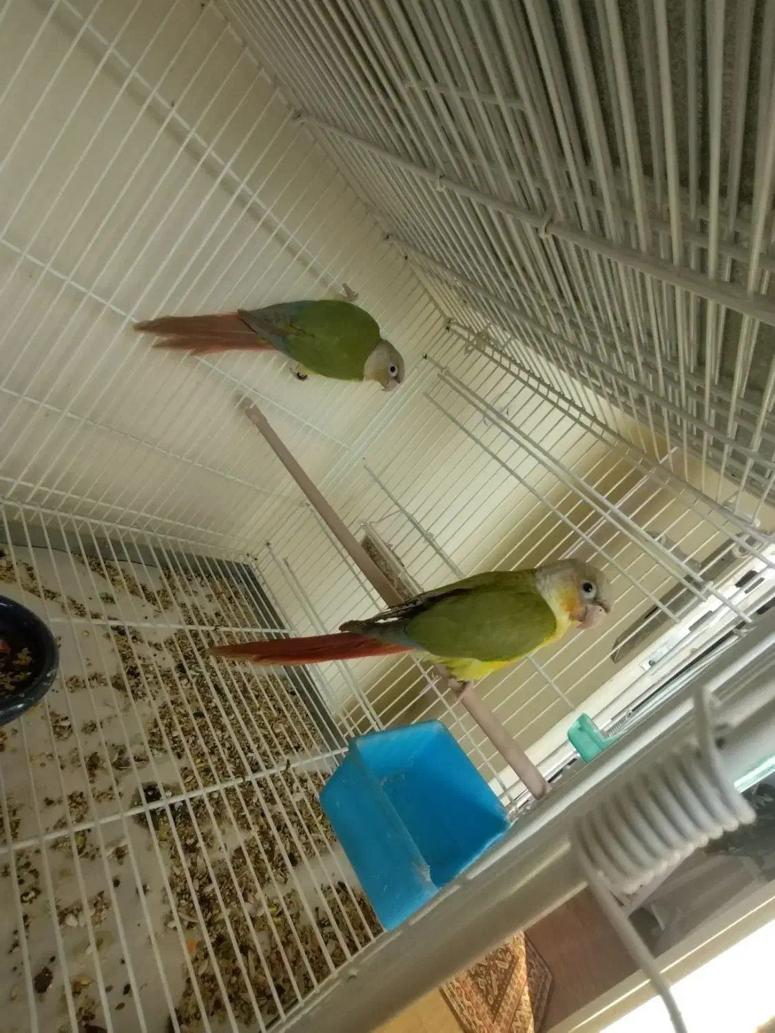 جفت گیرینچک|پرنده|شهریار, شهریار|دیوار