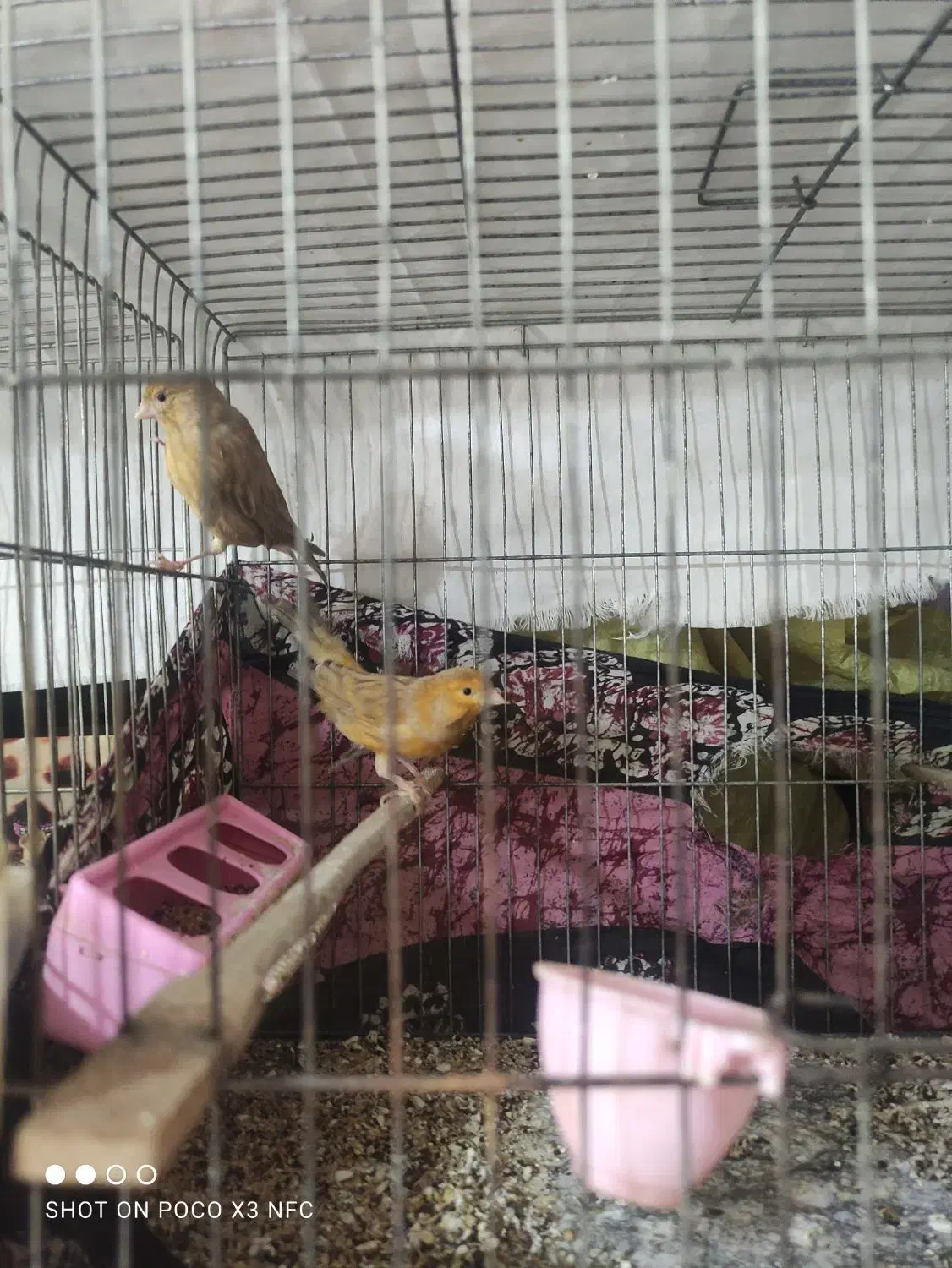 یه عدد نر دارچین سرخ|پرنده|کرمان, |دیوار