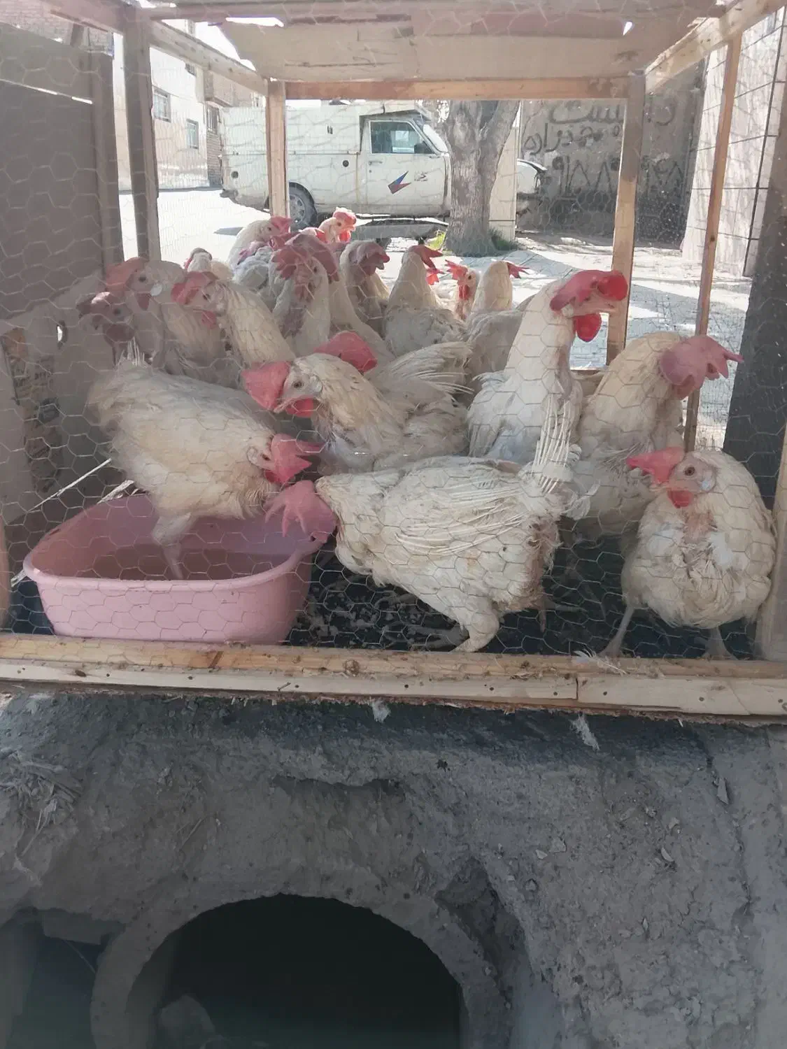 مرغ تخمی 100|حیوانات مزرعه|چناران, |دیوار