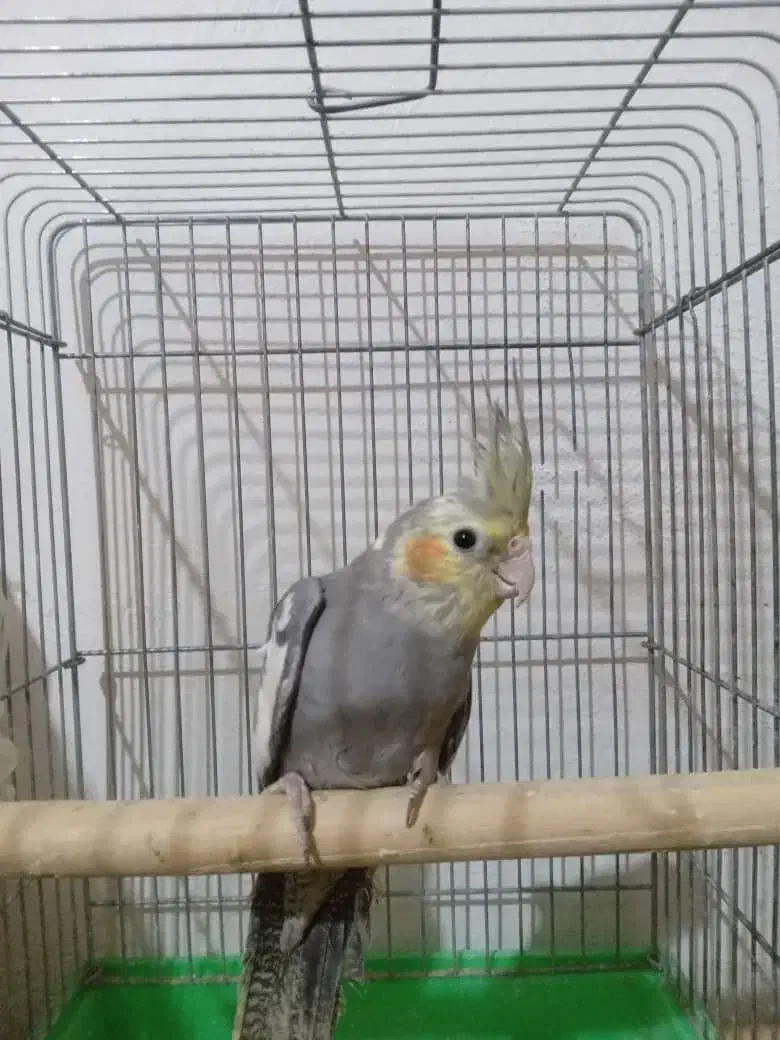 عروس هلندی سه تا|پرنده|وحیدیه, |دیوار