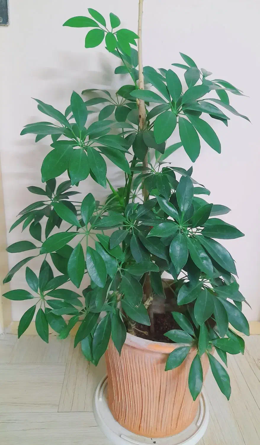 گل طبیعی و خانگی|گل و گیاه طبیعی|نیشابور, شهرک بسیج|دیوار