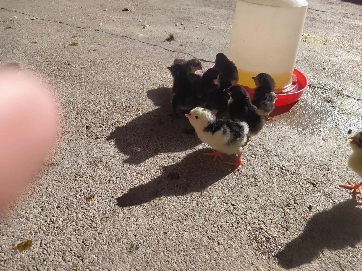 جوجه گلین موجوده|حیوانات مزرعه|گتوند, |دیوار