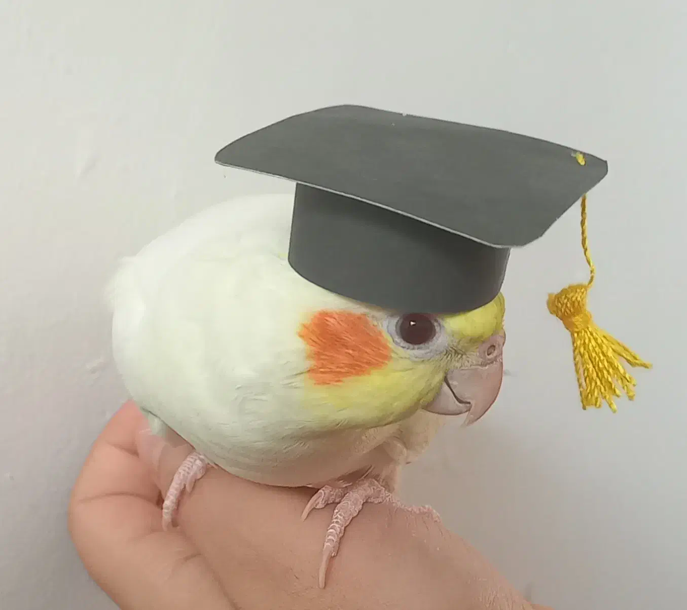 عروس هلندی نر و ماده|پرنده|گرمسار, |دیوار