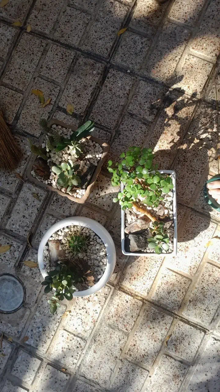 گل و گیاه|گل و گیاه طبیعی|مشهد, عسگریه|دیوار