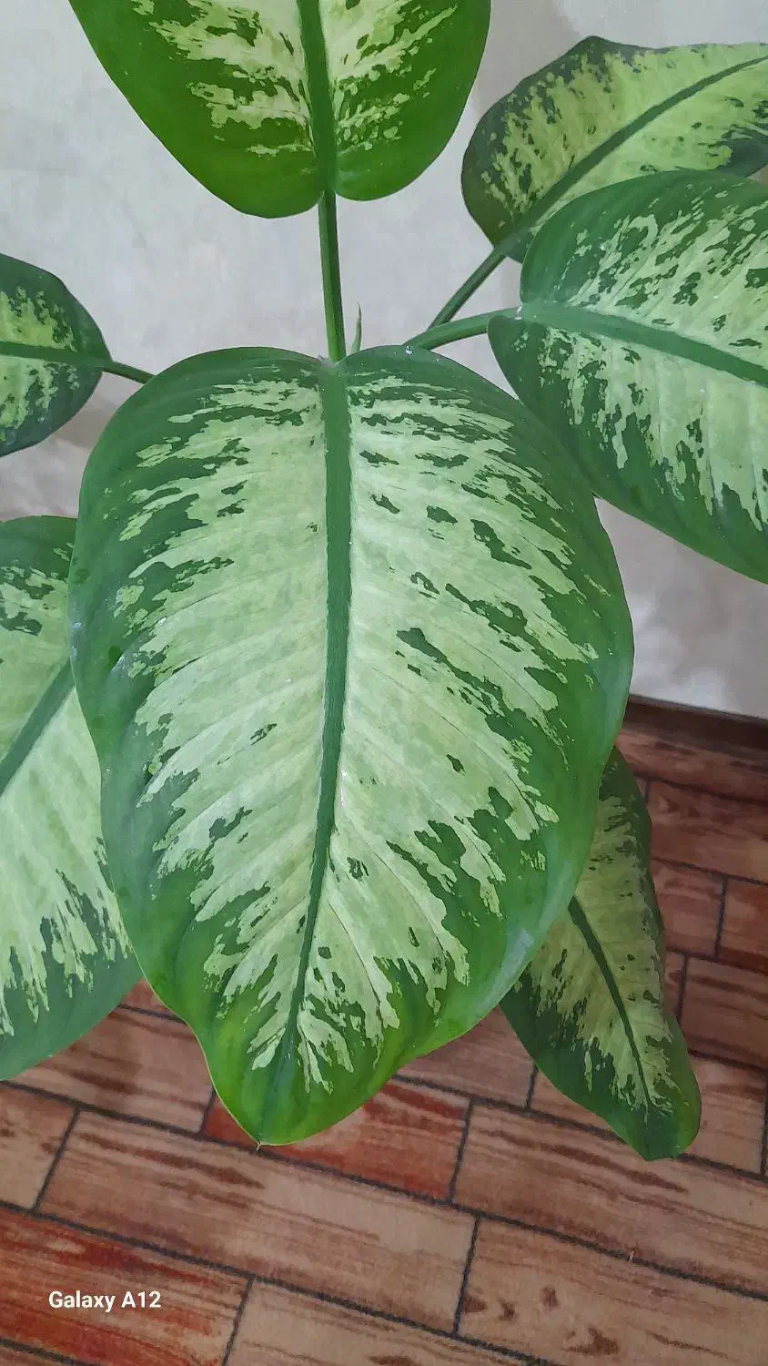 گل دیفن|گل و گیاه طبیعی|کازرون, |دیوار