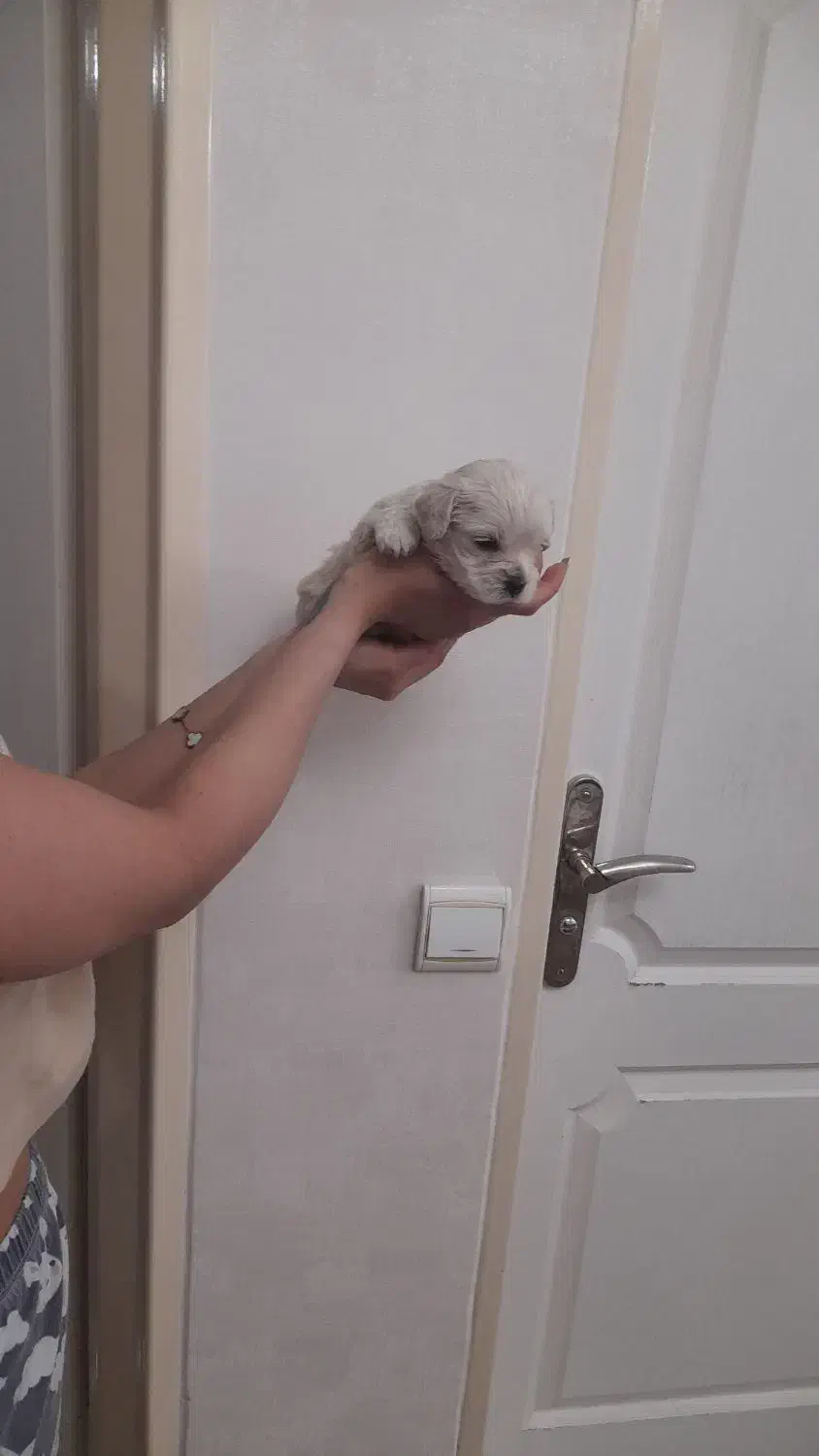 سگ پا کوتاه|سگ|هشتگرد, تهران دشت|دیوار