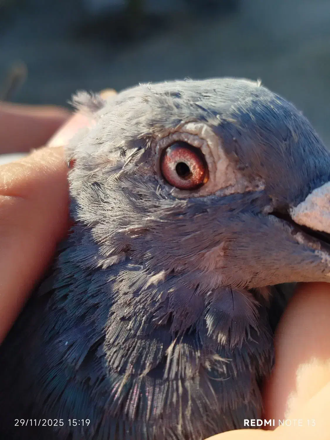 کفتر پلاکی|پرنده|کازرون, |دیوار