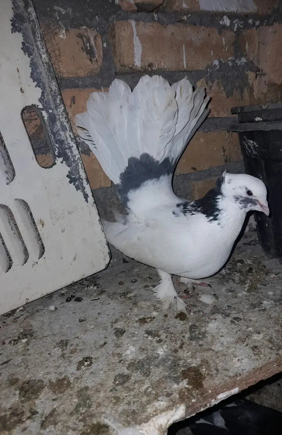 گمشده|حیوانات|صحنه, |دیوار