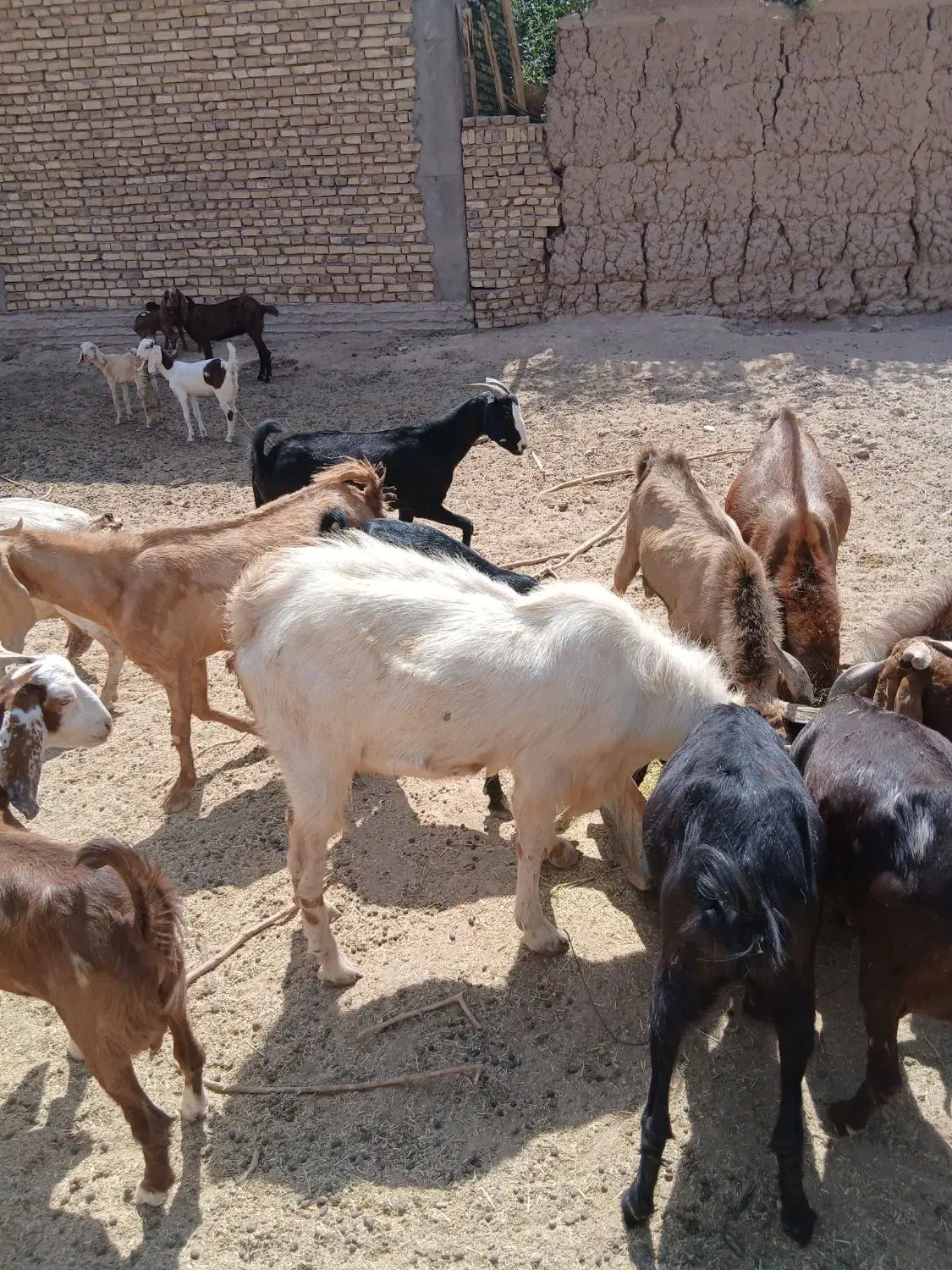 کره چپش ماده ونر کم سن و سال مال بز خودم|حیوانات مزرعه|میبد, |دیوار