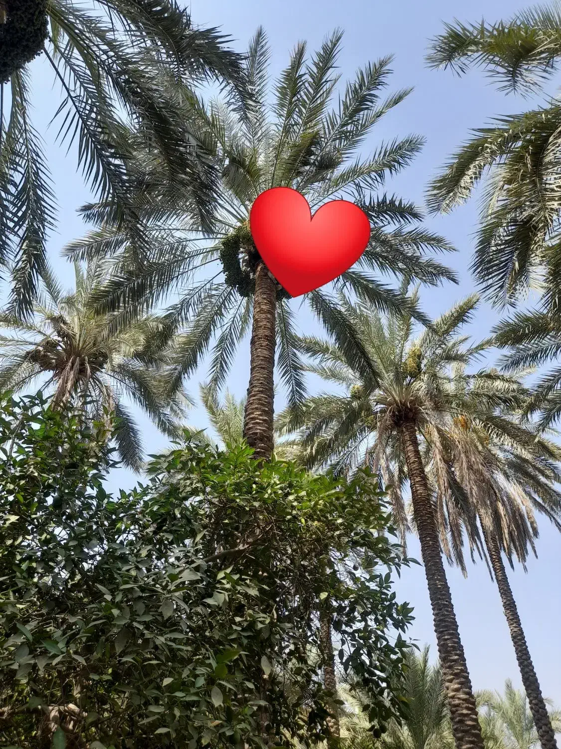 درخت گرازی|گل و گیاه طبیعی|بم, |دیوار