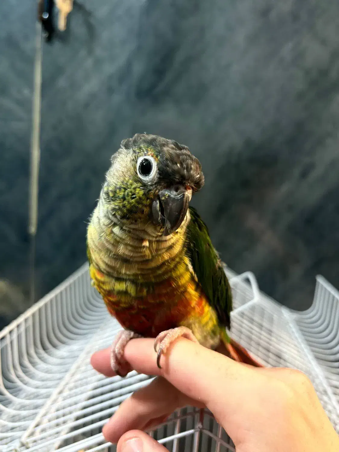 طوطی ،|پرنده|کرج, اصفهانی‌ها|دیوار