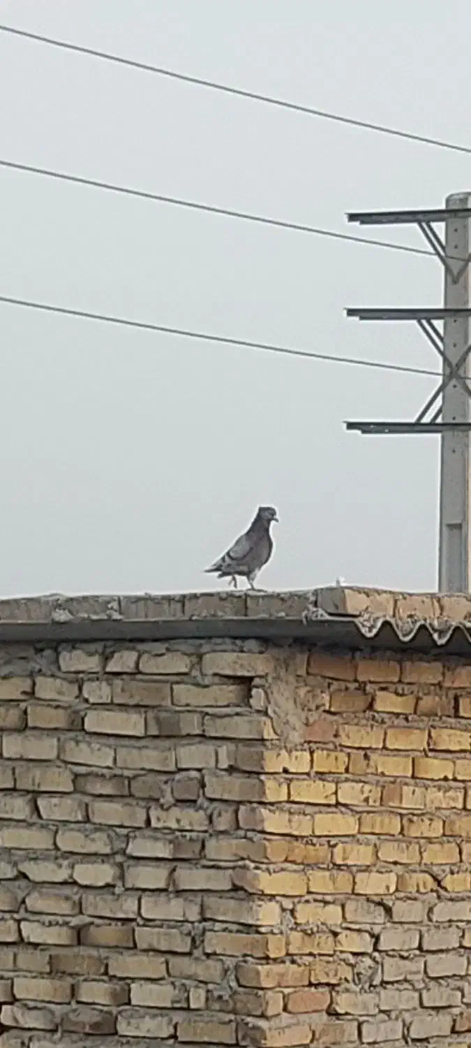 کفترنرپیس دم سفید کاکلی|پرنده|محمدشهر, محمدشهر|دیوار