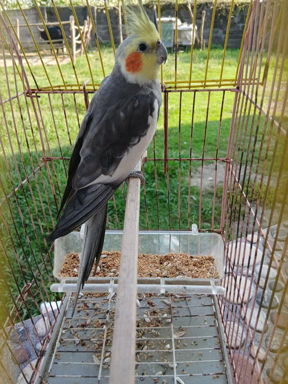 عروس هلندی نر|پرنده|سنگر, |دیوار