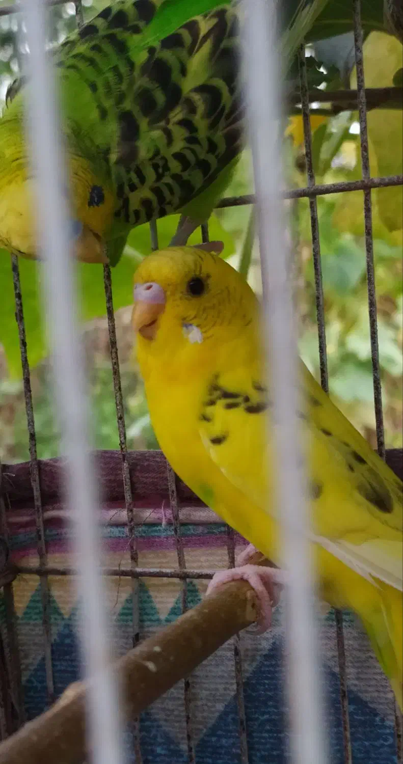 مرغ عشق|پرنده|رشت, حومه رشت|دیوار