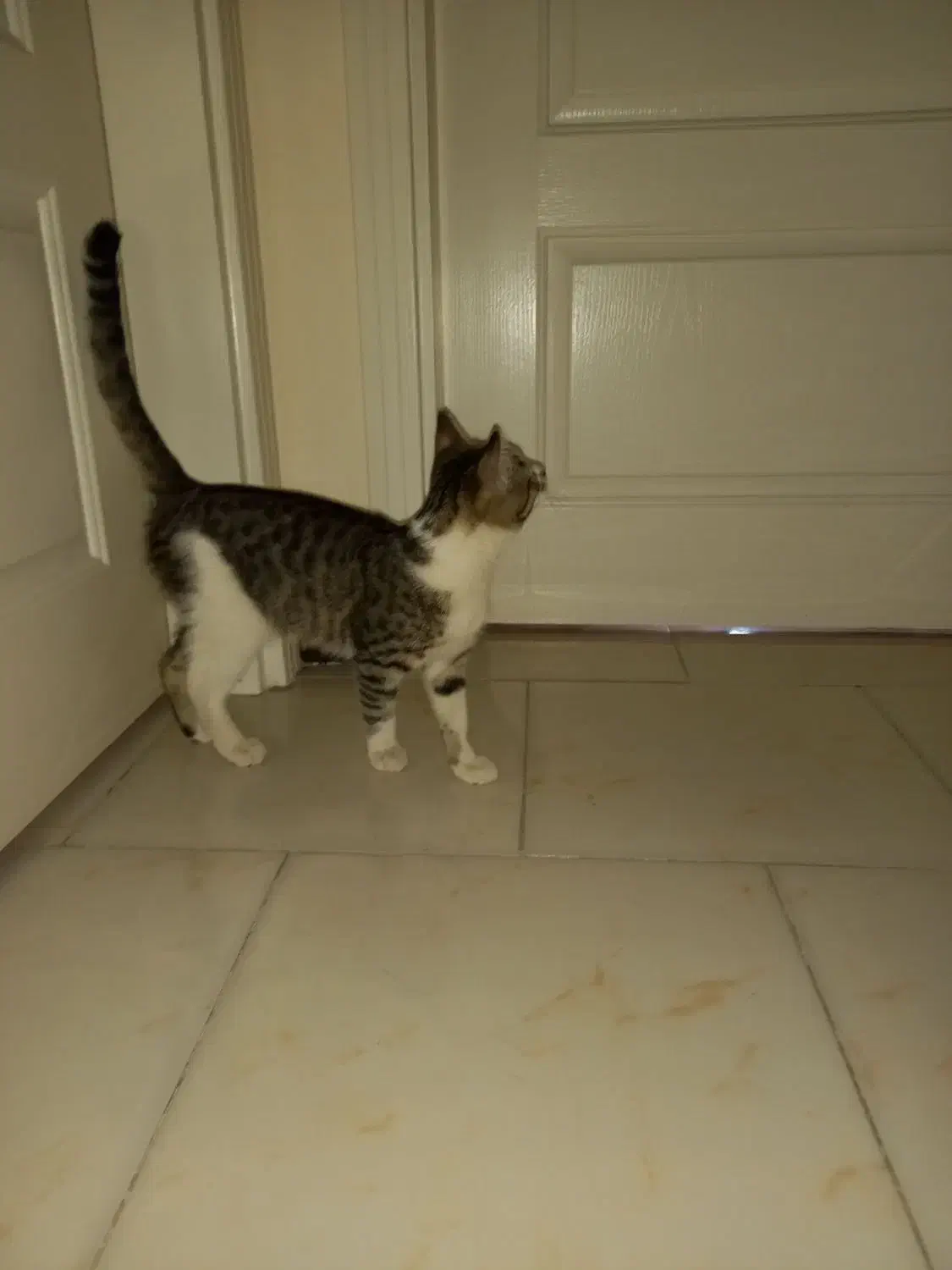 واگذاری حیوان|گربه|پردیس, فاز ۱۱|دیوار