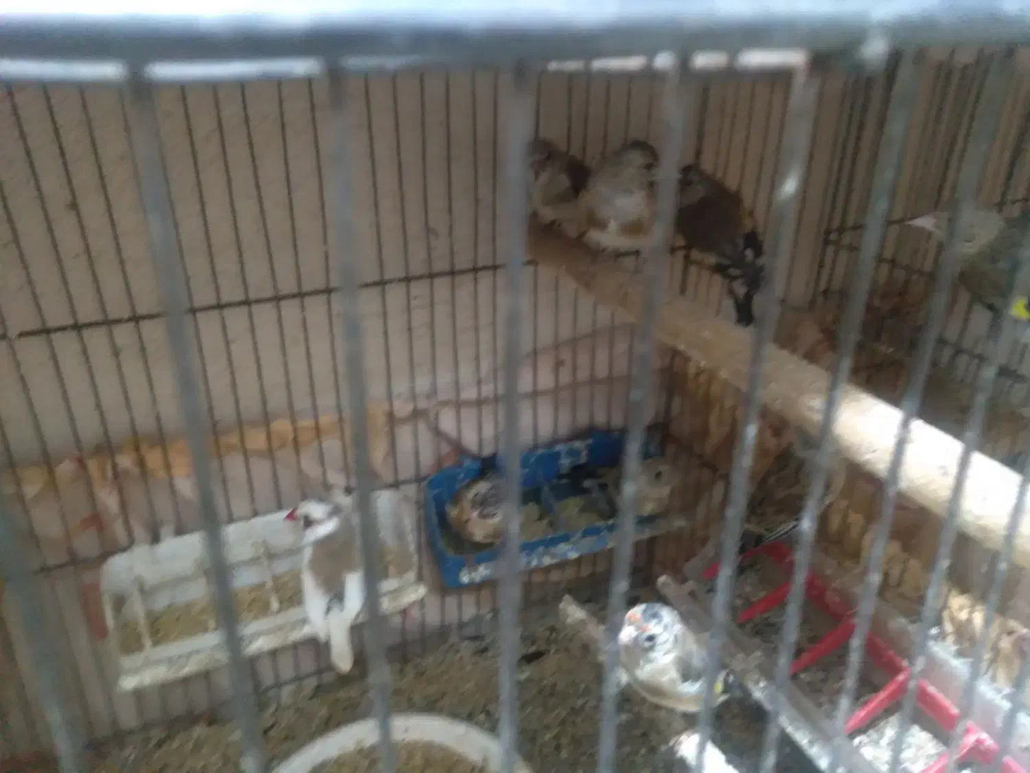 نر و ماده سهره به تعداد|پرنده|مهاباد (آذربایجان غربی), |دیوار