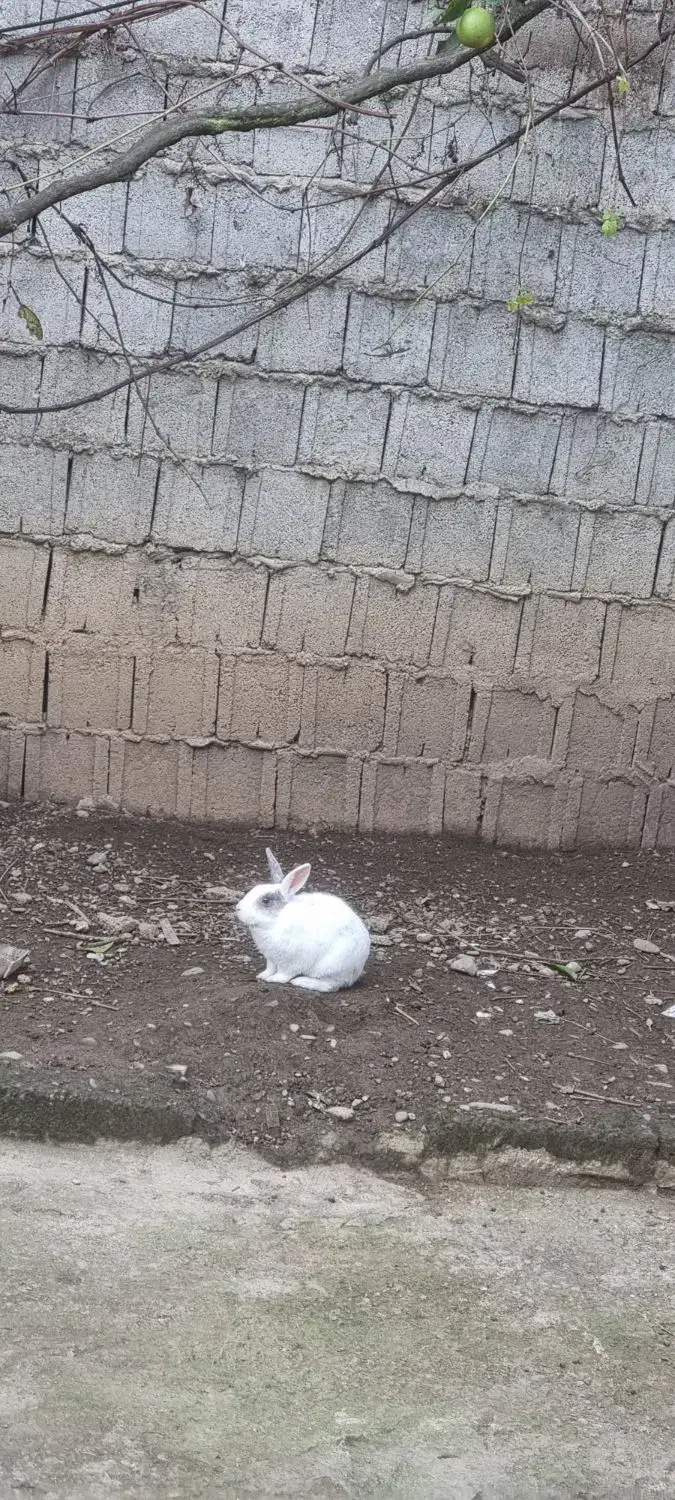 خرگوش|موش و خرگوش|ماسال, |دیوار