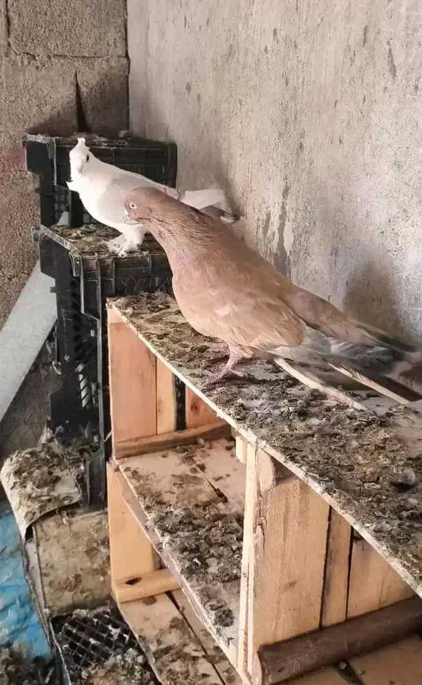 نر کله ای طلایی بزرگ|پرنده|بندر دیر, |دیوار