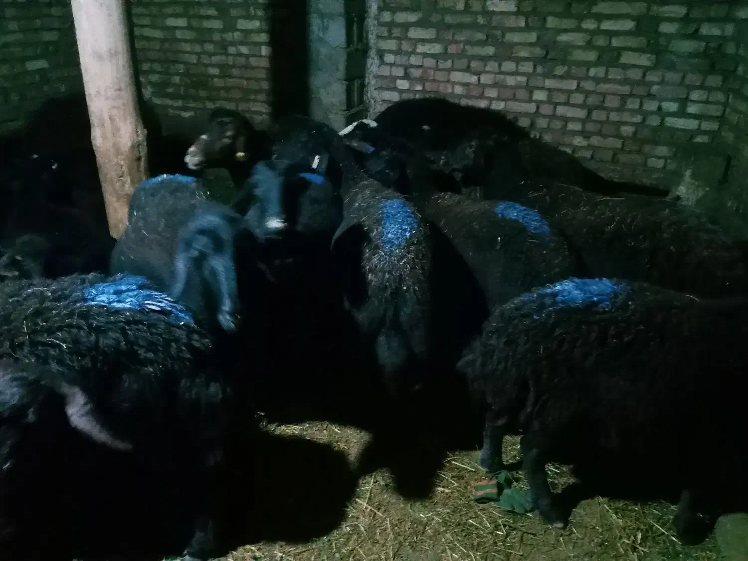 فروش میش قره قزل|حیوانات مزرعه|زنجان, |دیوار