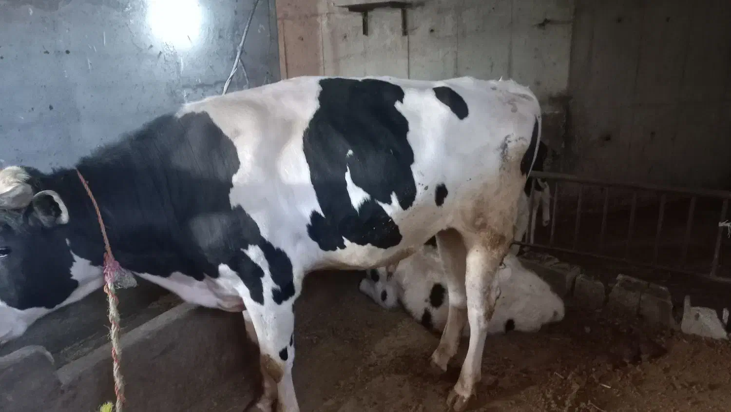 گاو نر|حیوانات مزرعه|نیر (اردبیل), |دیوار