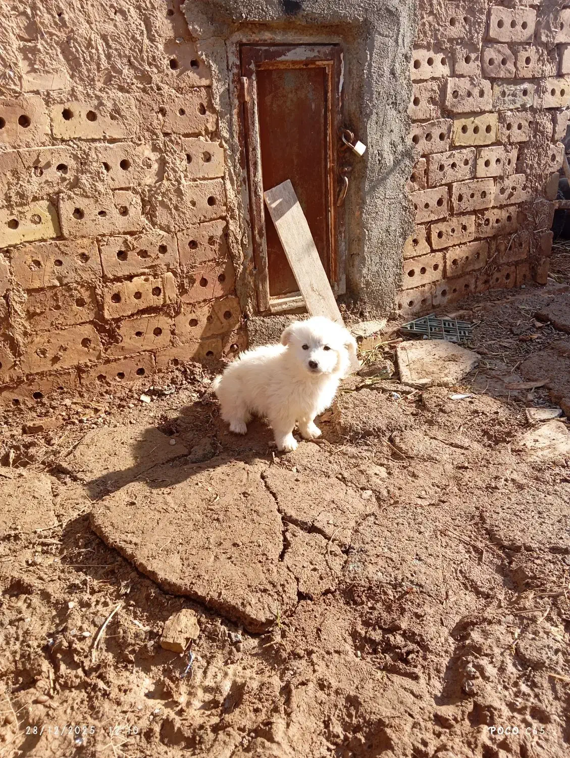 پشمالو|سگ|تربت جام, جامرود|دیوار