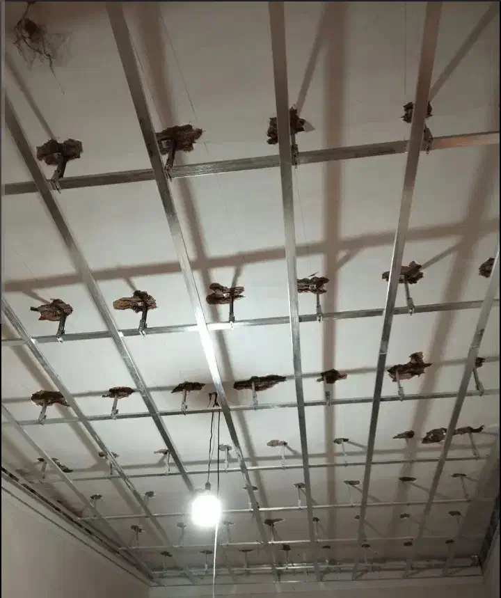 سقف گستر گیلان در خدمت شما عزیزان|خدمات پیشه و مهارت|ماسال, |دیوار