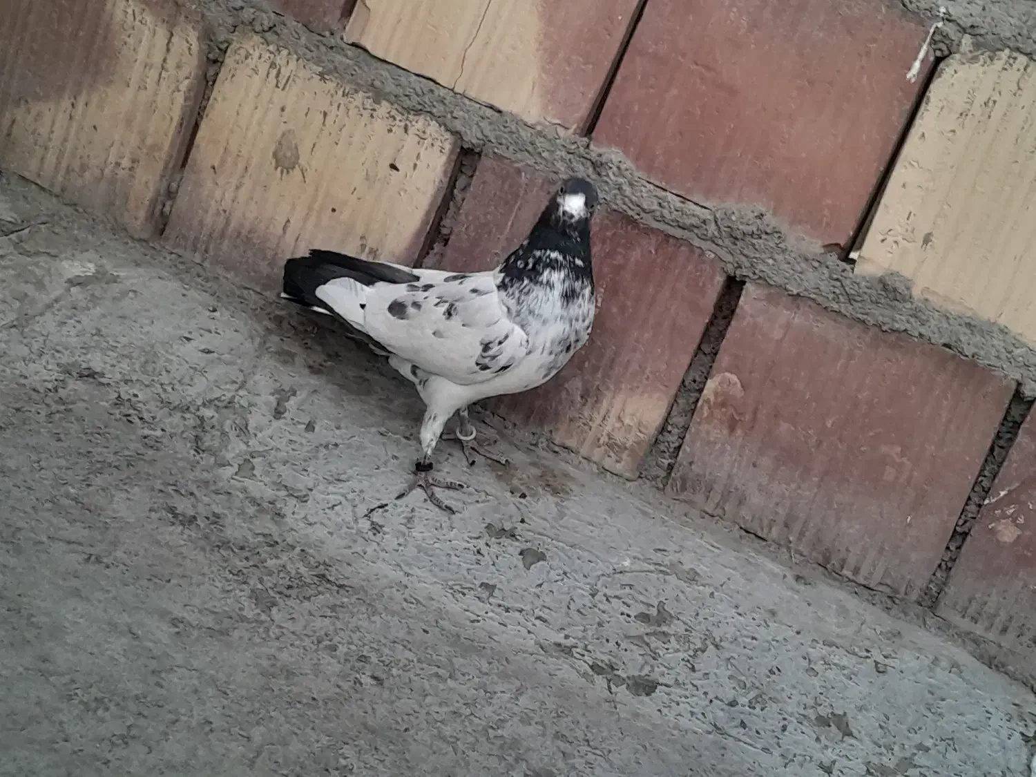 کبوتر گرفتنی|پرنده|نیمروز, |دیوار