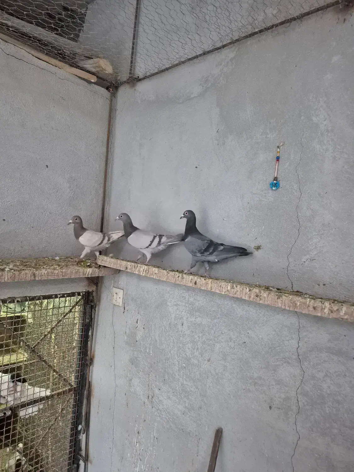 کبوتر ماده نژاد خطی|پرنده|قزوین, |دیوار