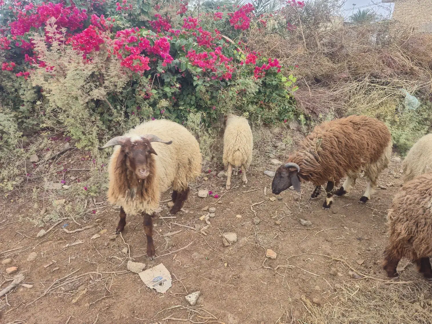 ۸عددبره۵تانر۳ماده خانگی پرگوشت سرحال|حیوانات مزرعه|کرخه, |دیوار