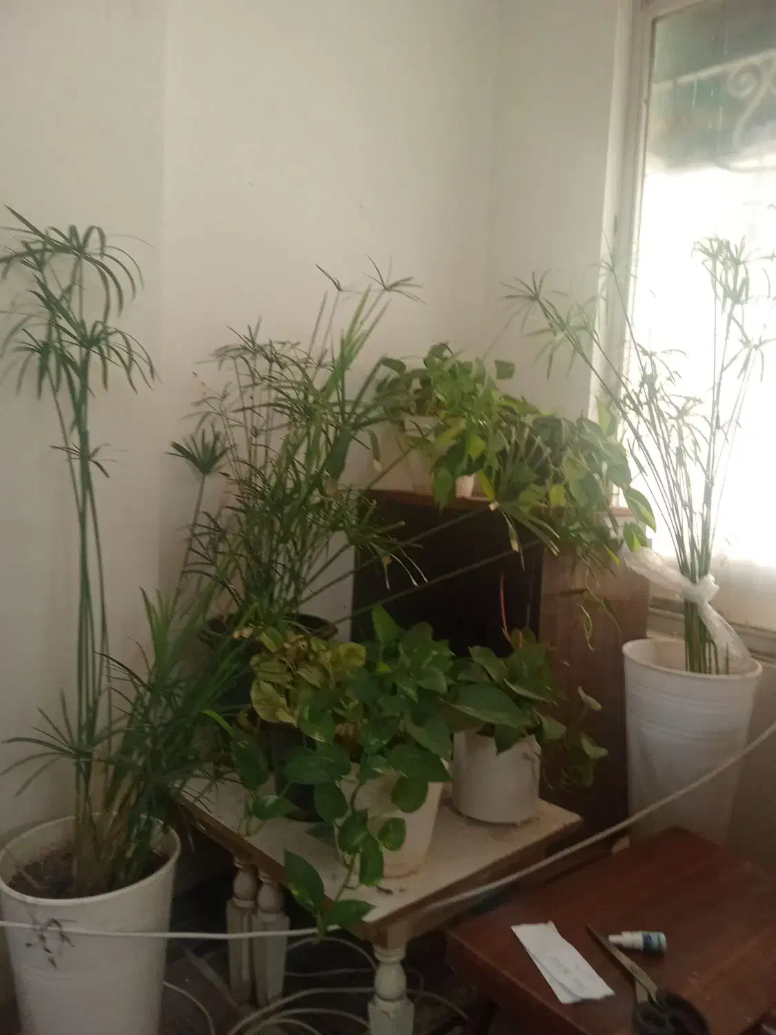 گل نخل مرداب وپتوس|گل و گیاه طبیعی|سبزوار, جوادیه غربی|دیوار