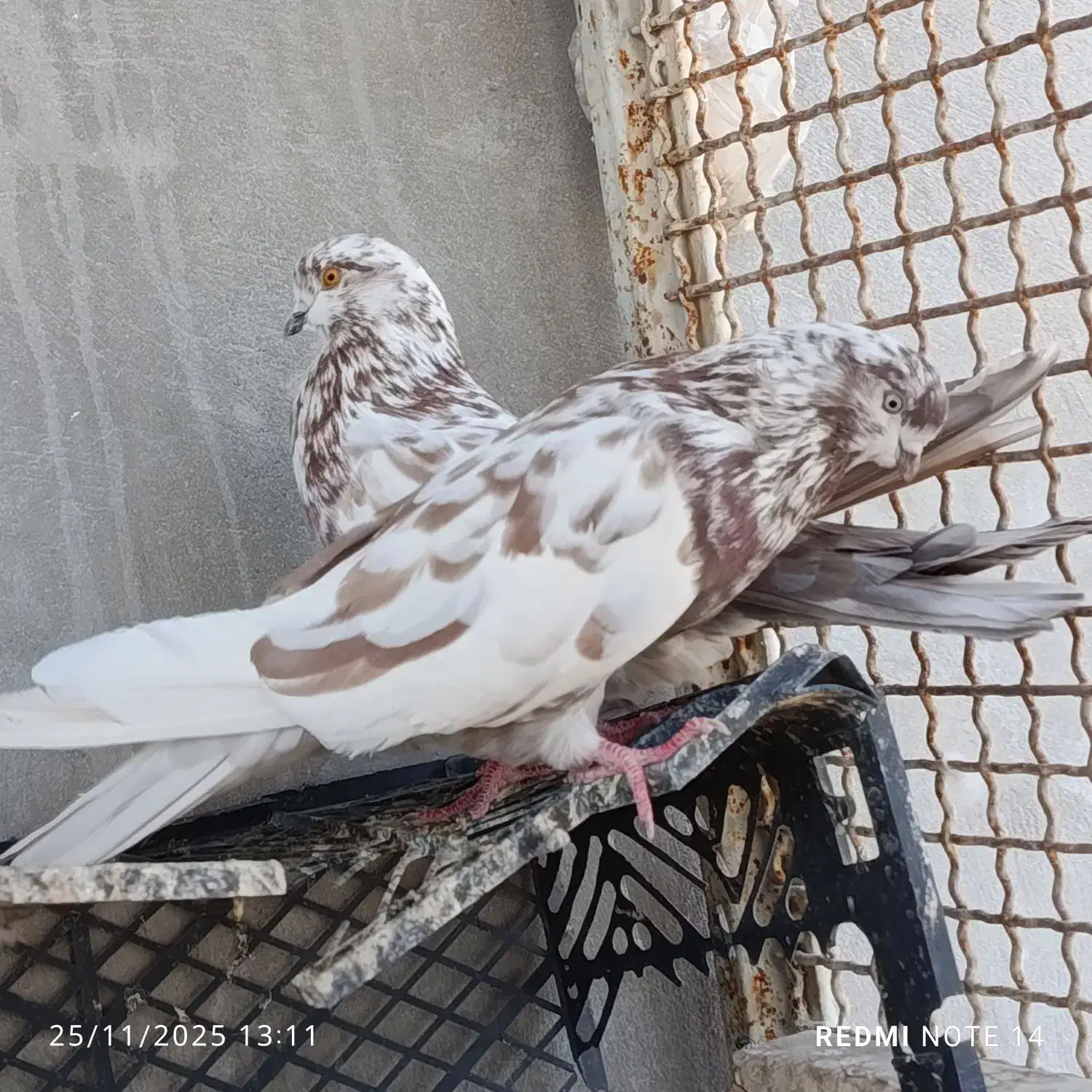 کفتر|پرنده|بندرعباس, |دیوار