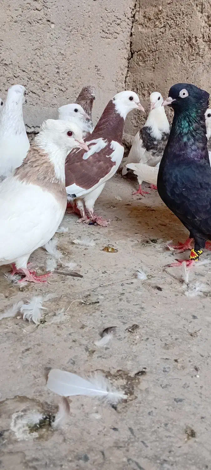 کبوتر رنگی|پرنده|شادگان, |دیوار