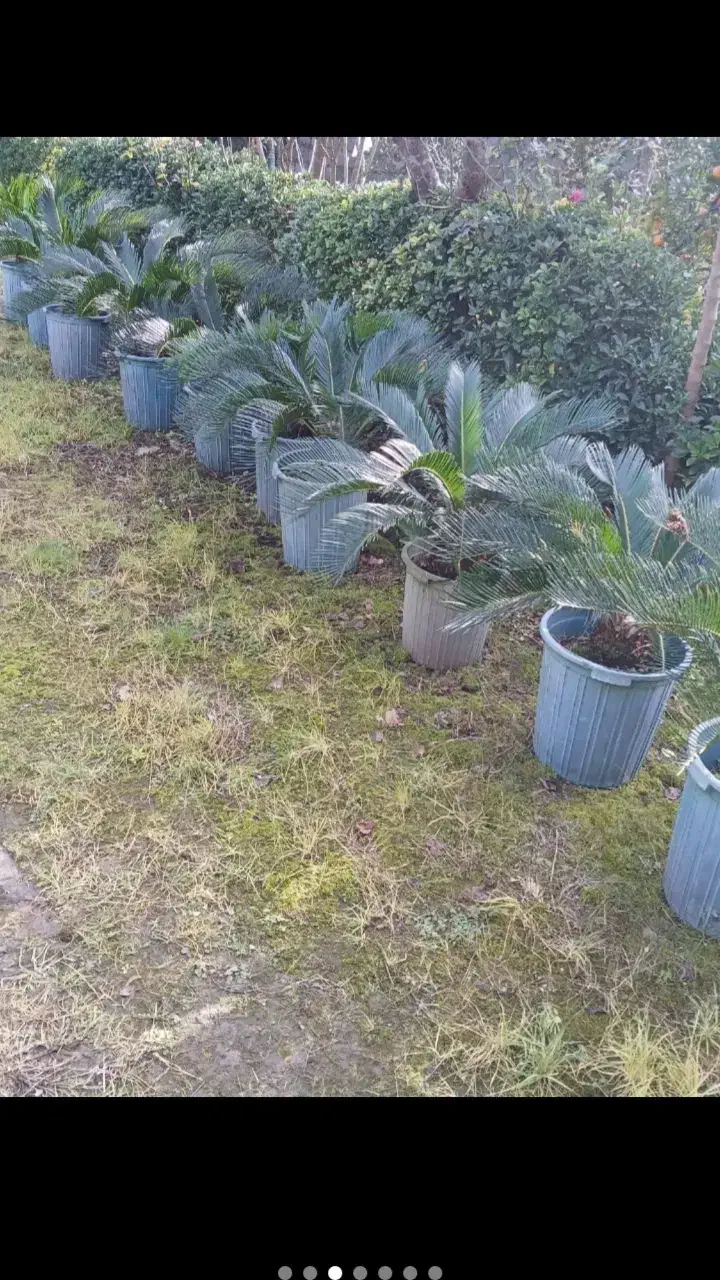 تعغیر شغل گلفروشی جمع اوری نهال|گل و گیاه طبیعی|سیاهکل, |دیوار