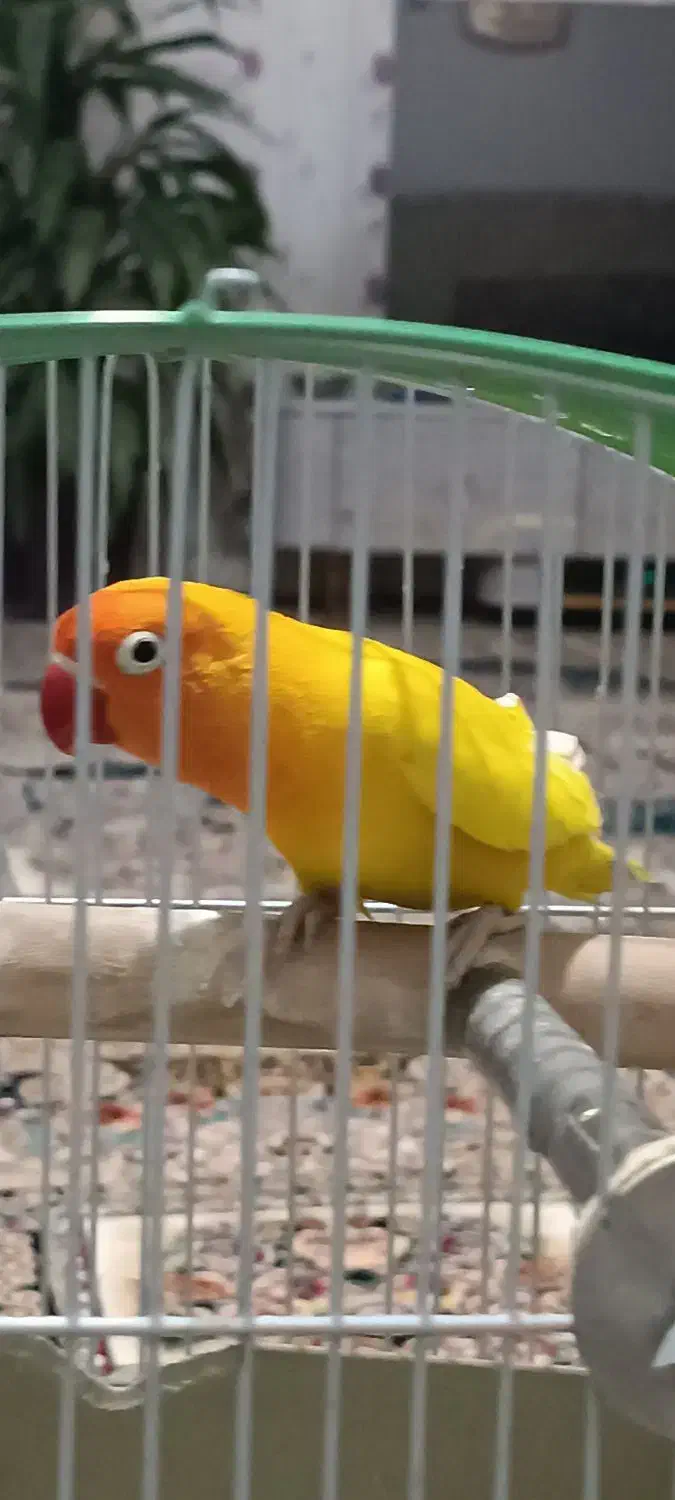 طوطی کوتوله انگلیسی|پرنده|موچش, |دیوار