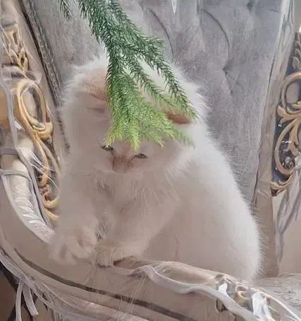 واگذاری گربه|گربه|نیشابور, شهرک فرهنگیان|دیوار