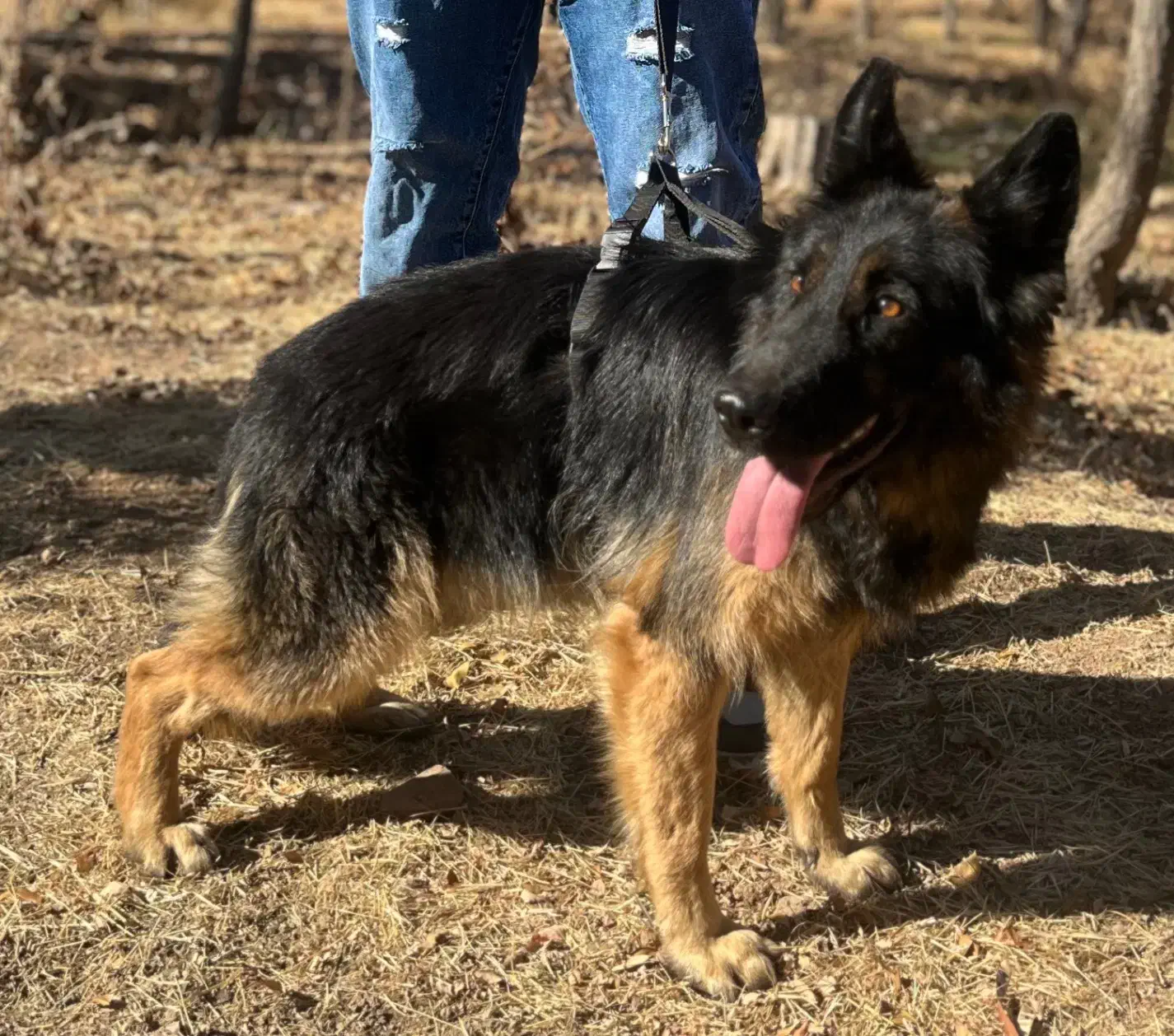 سگ ژرمن|سگ|زنجان, |دیوار