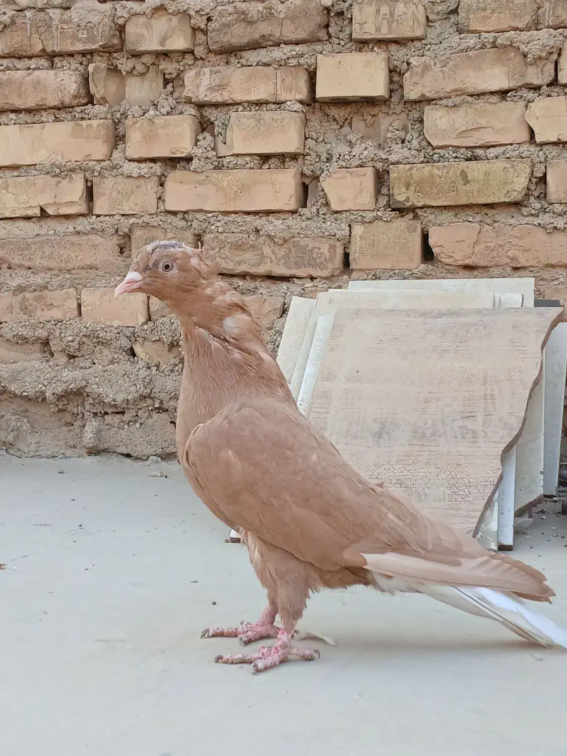 زرد دم سفید|پرنده|بهبهان, |دیوار