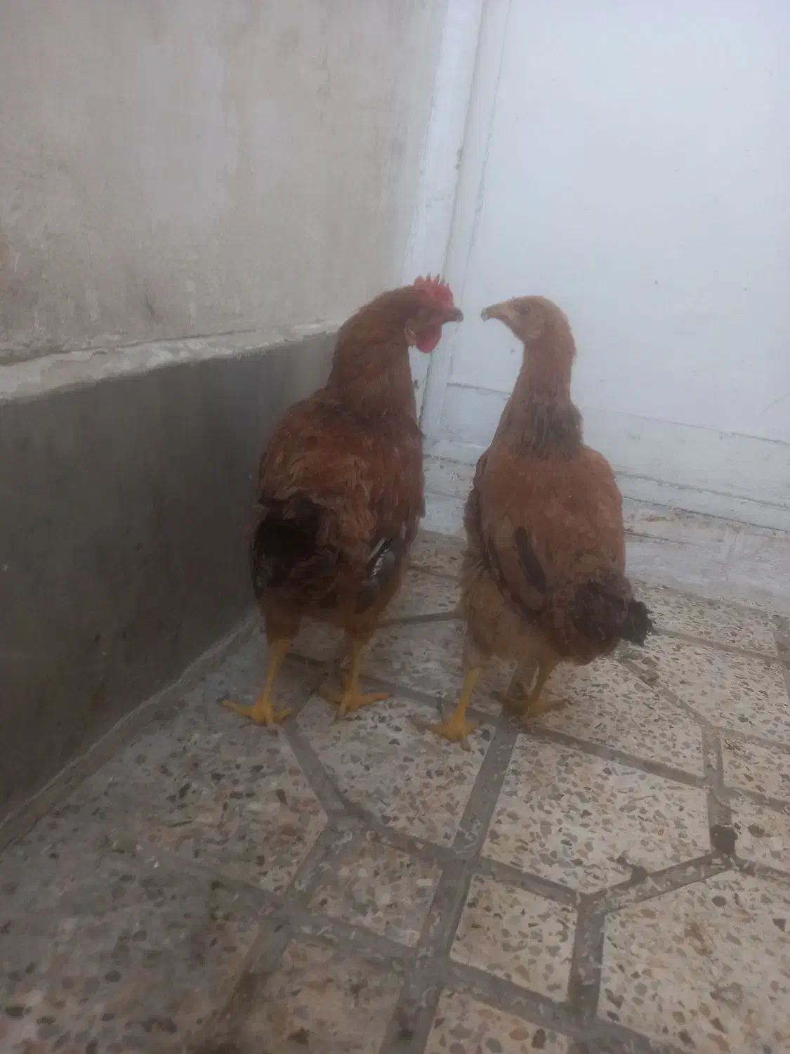 یک عدد مرغ و یک عدد خروس|حیوانات مزرعه|گلستان (تهران), |دیوار