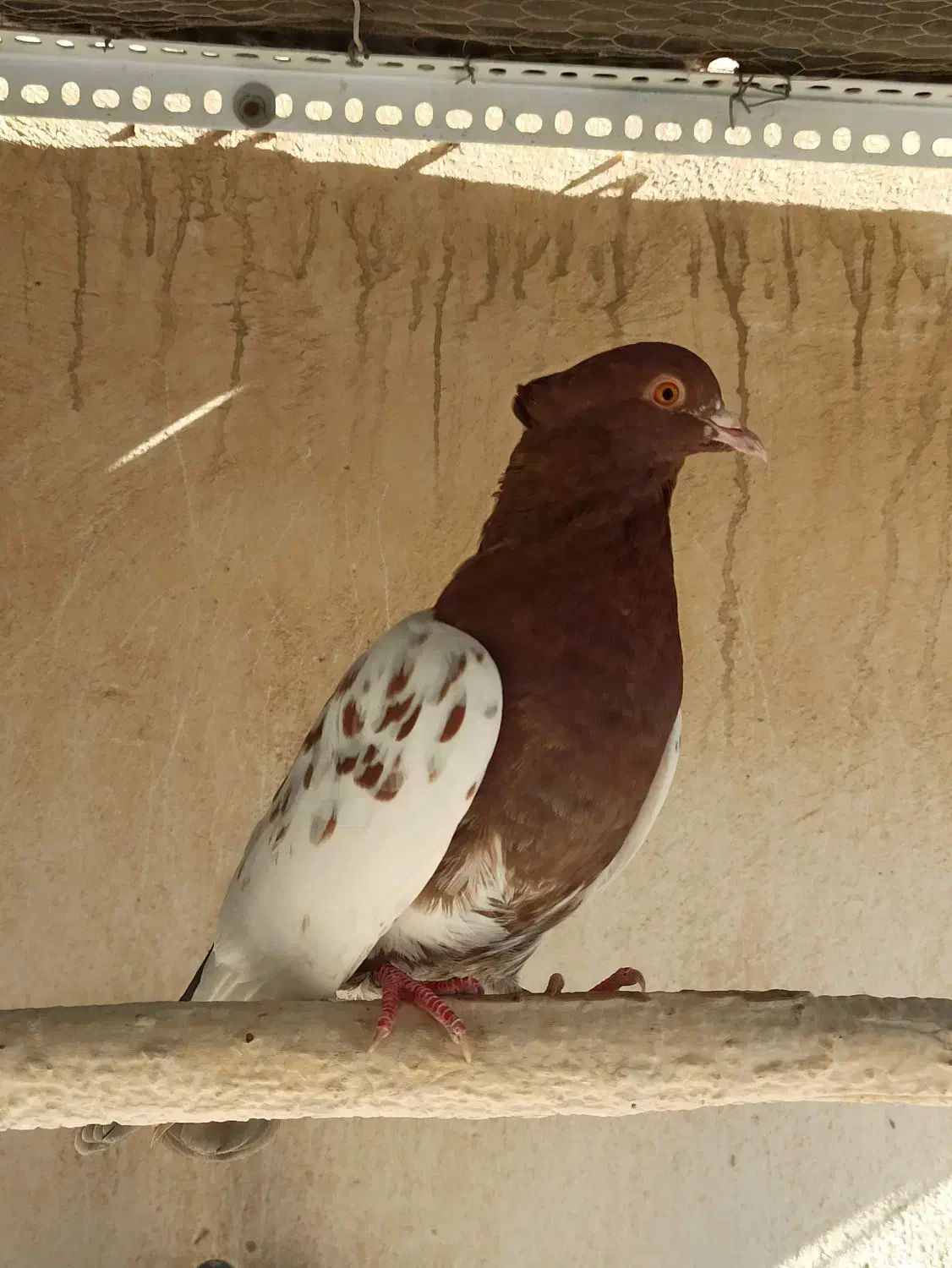 کبوتر کله ای و طوقی|پرنده|شاهینشهر, عطار|دیوار