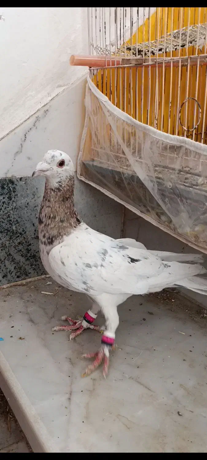 کفتر کله هما هفرنگ گمشده|پرنده|سبزوار, غرب نیروگاه|دیوار