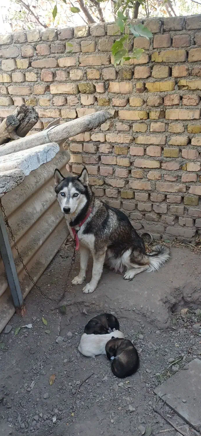 سگ .|سگ|محمدیه-قزوین, |دیوار