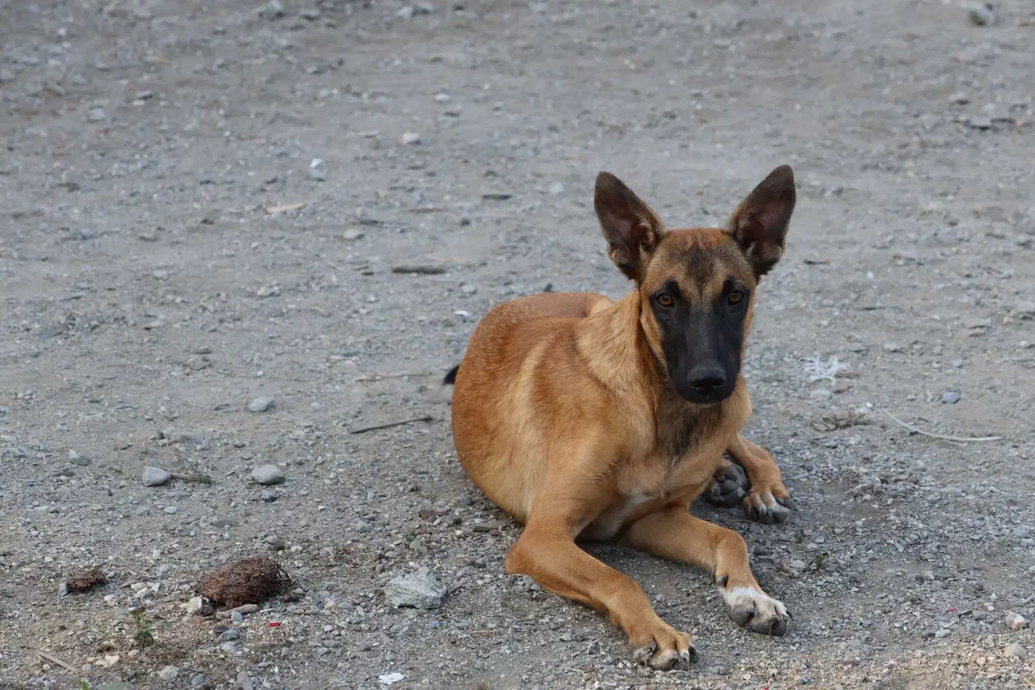 واگذاری سگ مالینیوز|سگ|گرگان, |دیوار