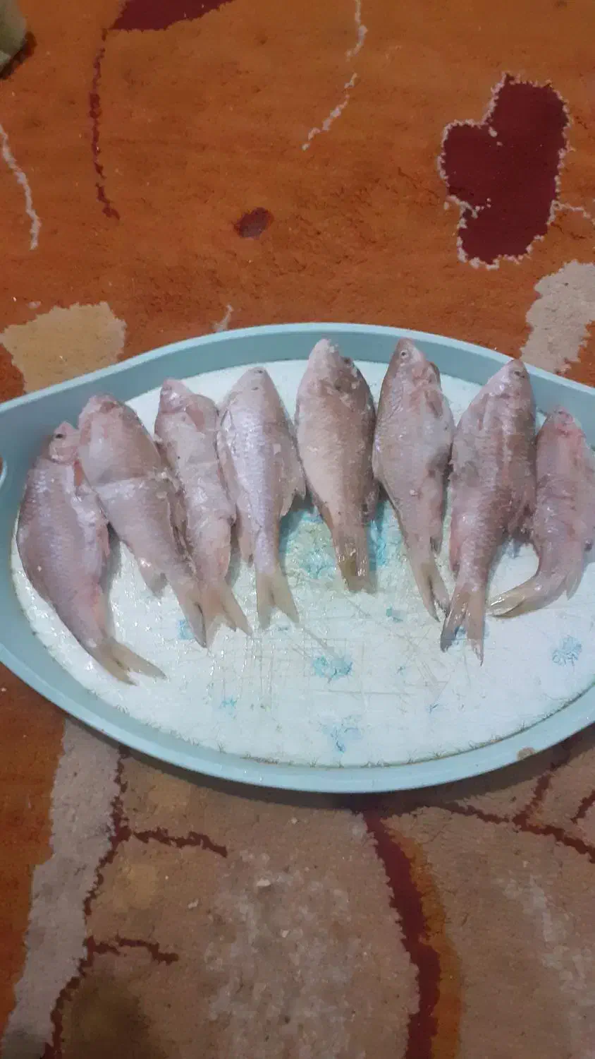 ماهی شیربت تازه سیدامروز|ماهی|اندیمشک, |دیوار