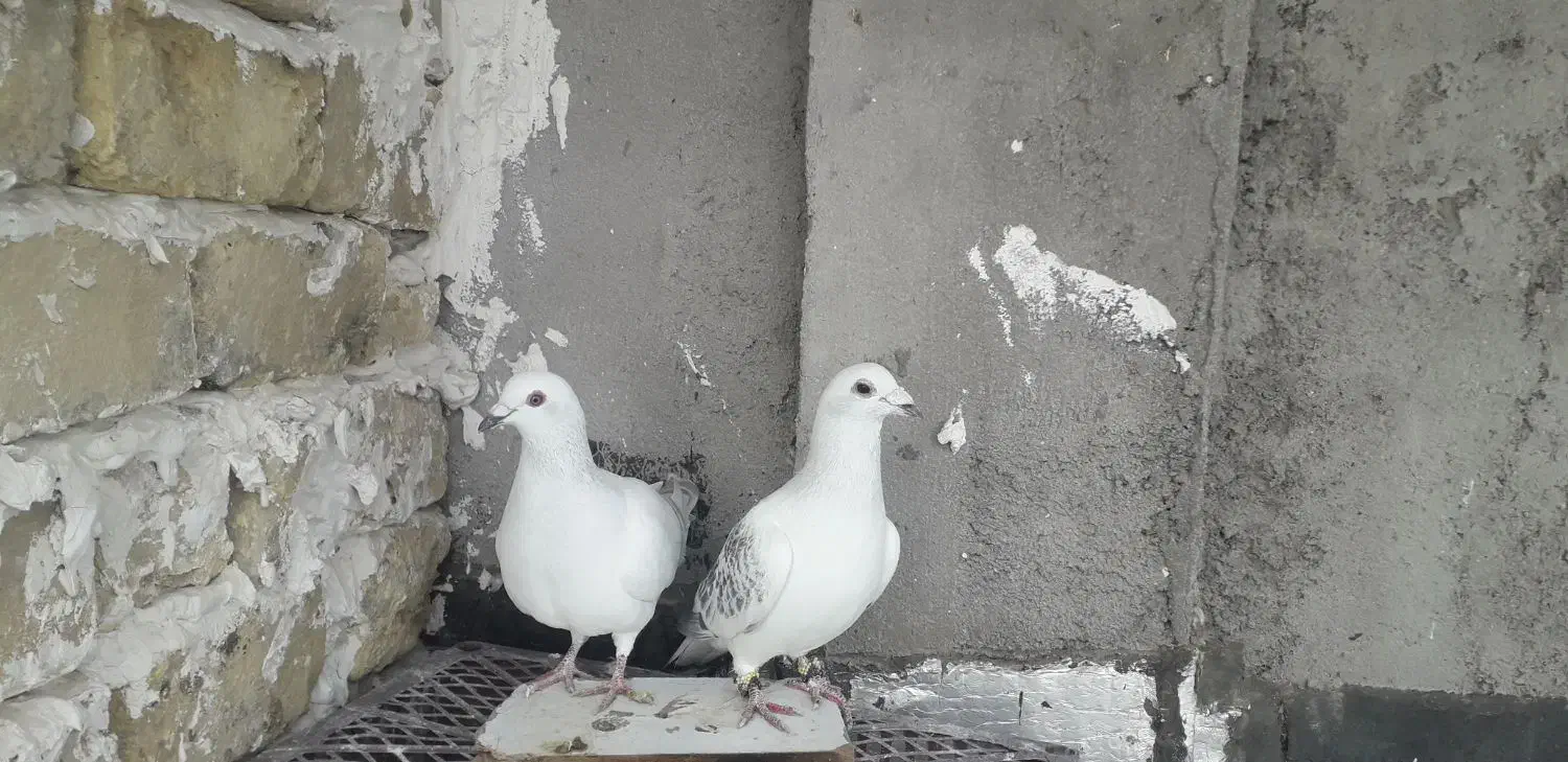 کفتر|پرنده|شیروان (خراسان), |دیوار