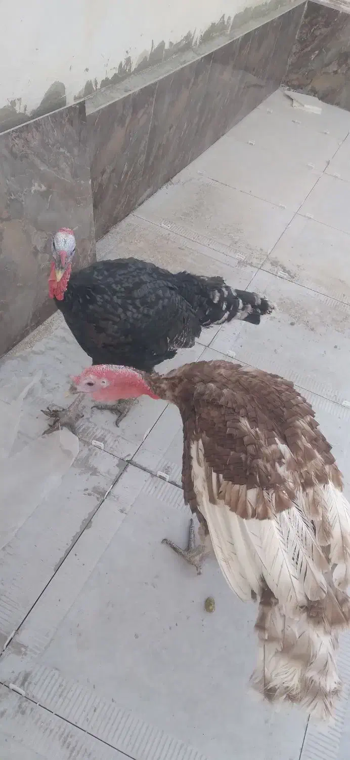 بوقلمون برنز و بوربون|حیوانات مزرعه|جهرم, |دیوار